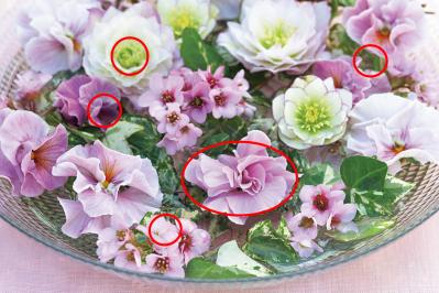 【花の間違い探し】「クリスマスローズ」の2つの写真に5つのちがいが。さて、どこ？（サムネイル画像4）