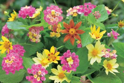 【花のまちがいさがし】「鮮やかに七変化」の2つの写真に5つのちがいが。さて、どこ？（サムネイル画像3）