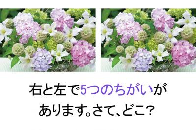 【花のまちがいさがし】「西洋アジサイ」の2つの写真に5つのちがいが。さて、どこ？