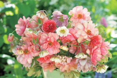 【花のまちがいさがし】「春爛漫」の2つの写真に5つのちがいが。さて、どこ？（サムネイル画像2）