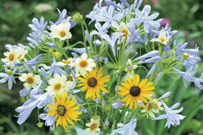 【花のまちがいさがし】「風も清かに」の2つの写真に5つのちがいが。さて、どこ？（サムネイル画像3）