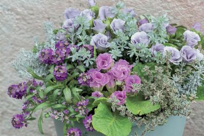 【花の間違い探し】「バラ咲きのプリムラ」の2つの写真に5つのちがいが。さて、どこ？（サムネイル画像2）