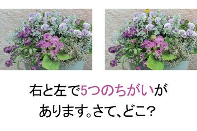 【花の間違い探し】「バラ咲きのプリムラ」の2つの写真に5つのちがいが。さて、どこ？