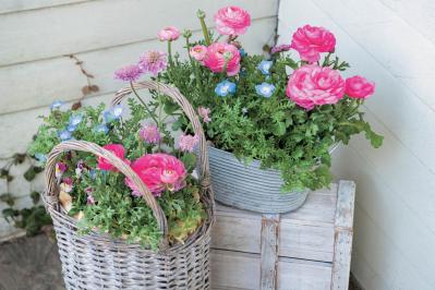 【花の間違い探し】「晴れやかに、夏」の2つの写真に5つのちがいが。さて、どこ？（サムネイル画像2）