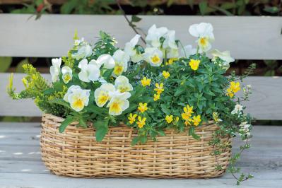 【花の間違い探し】「陽射しに舞う花」の2つの写真に5つのちがいが。さて、どこ？（サムネイル画像3）