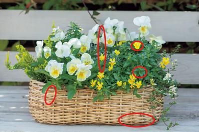 【花の間違い探し】「陽射しに舞う花」の2つの写真に5つのちがいが。さて、どこ？（サムネイル画像4）