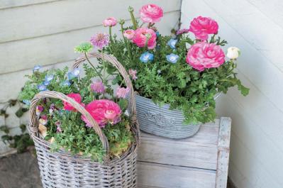 【花の間違い探し】「晴れやかに、夏」の2つの写真に5つのちがいが。さて、どこ？（サムネイル画像3）