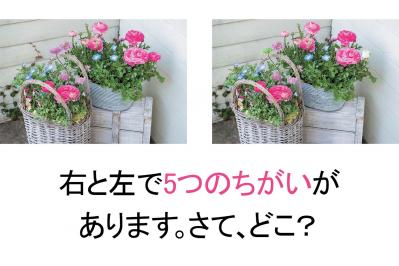 【花の間違い探し】「晴れやかに、夏」の2つの写真に5つのちがいが。さて、どこ？