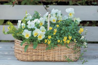 【花の間違い探し】「陽射しに舞う花」の2つの写真に5つのちがいが。さて、どこ？（サムネイル画像2）