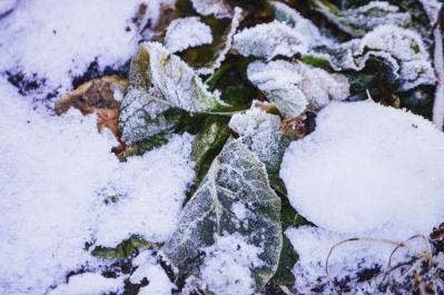【ガーデニング】冬の水やりポイントはこれ！水切れや凍結に気をつけよう（サムネイル画像5）