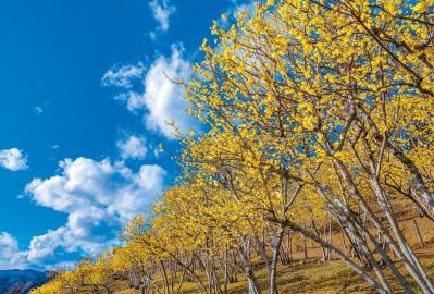 年間300万人以上が参拝に訪れる神社も【春の花の絶景】3選。「一度は行くべき」旅のプロ絶賛スポット（サムネイル画像4）