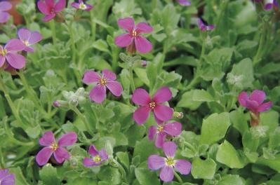 1月26日の花とは？【366日の誕生花と幸せの花言葉】