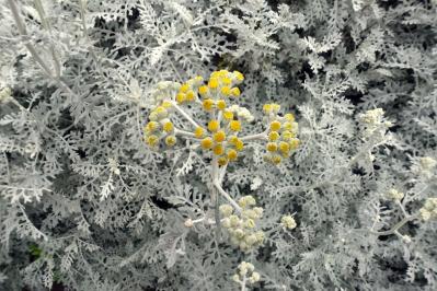 1月27日の花とは？【366日の誕生花と幸せの花言葉】