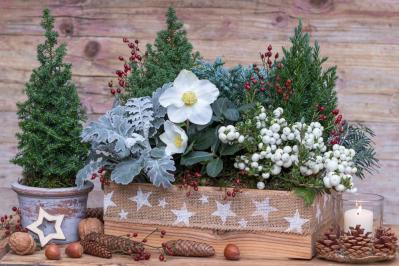 【ガーデニング】寒さに強い草花【6選】春まで咲き続ける寄せ植え（サムネイル画像6）