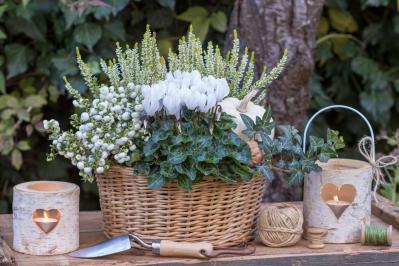 【ガーデニング】寒さに強い草花【6選】春まで咲き続ける寄せ植え（サムネイル画像9）