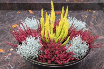 【ガーデニング】寒さに強い草花【6選】春まで咲き続ける寄せ植え（サムネイル画像13）