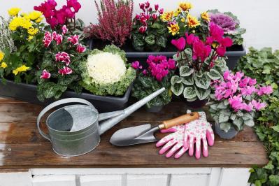 【ガーデニング】寒さに強い草花【6選】春まで咲き続ける寄せ植え（サムネイル画像4）