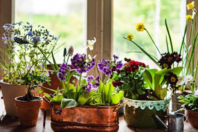 【ガーデニング】寒さに強い草花【6選】春まで咲き続ける寄せ植え（サムネイル画像3）