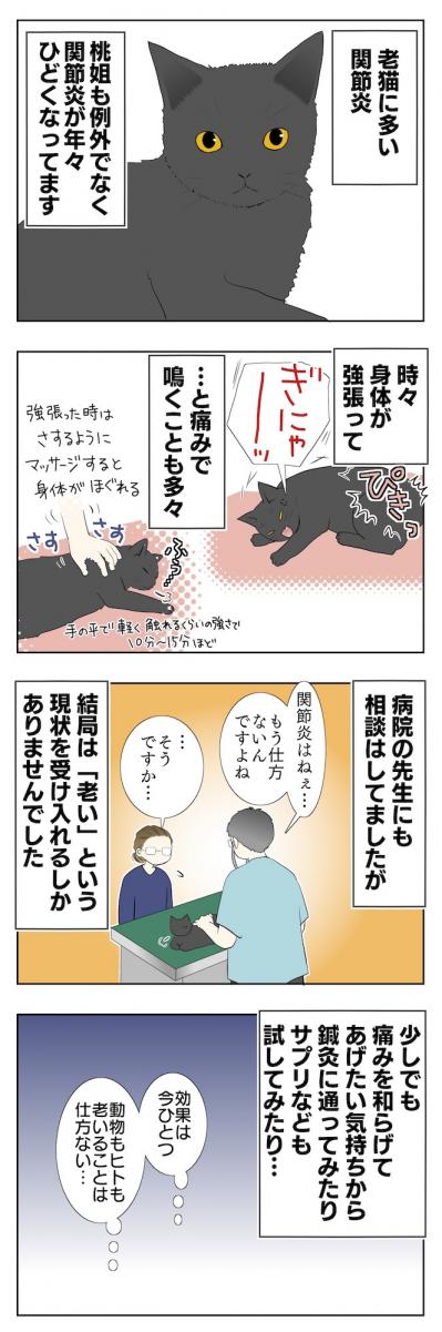 【老猫マンガ】関節炎の新薬、はじめました！18歳の元保護猫・桃姐［＃2］（サムネイル画像2）