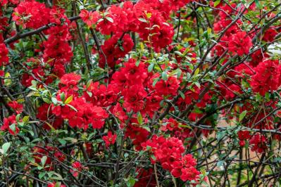 2月1日の花とは？【366日の誕生花と幸せの花言葉】（サムネイル画像）