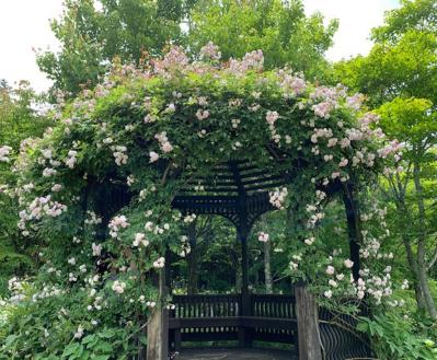 【ガーデニング】寒冷地での冬越しや剪定、どうする？ 初心者のバラ育てQ＆A（サムネイル画像5）