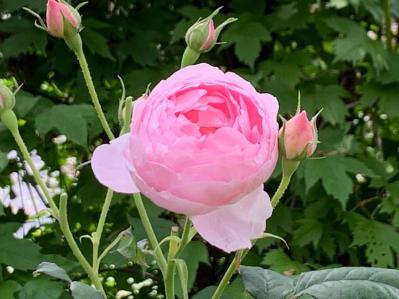 【ガーデニング】寒冷地での冬越しや剪定、どうする？ 初心者のバラ育てQ＆A（サムネイル画像3）