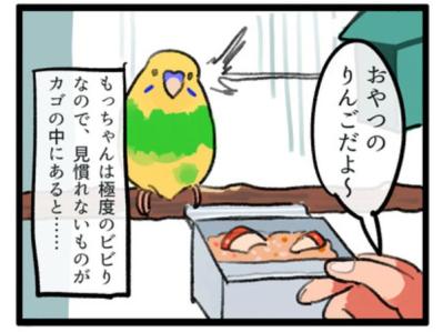 【鳥マンガ＃1】インコにおやつをあげると、えっ！？ インコによるDV被害とは…？（サムネイル画像4）