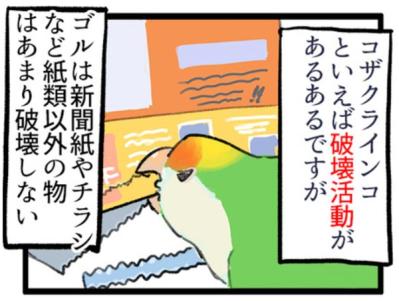 【鳥マンガ＃1】インコにおやつをあげると、えっ！？ インコによるDV被害とは…？（サムネイル画像9）