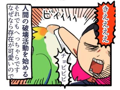 【鳥マンガ＃1】インコにおやつをあげると、えっ！？ インコによるDV被害とは…？（サムネイル画像11）