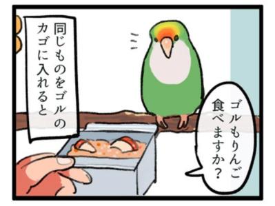 【鳥マンガ＃1】インコにおやつをあげると、えっ！？ インコによるDV被害とは…？（サムネイル画像6）
