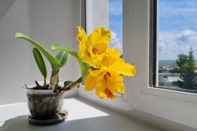 【ガーデニング】初めてでも育てられる「洋ラン」の世界【5選】（サムネイル画像7）