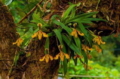 【ガーデニング】初めてでも育てられる「洋ラン」の世界【5選】（サムネイル画像3）