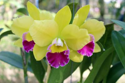 【ガーデニング】初めてでも育てられる「洋ラン」の世界【5選】（サムネイル画像6）