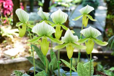 【ガーデニング】初めてでも育てられる「洋ラン」の世界【5選】（サムネイル画像11）