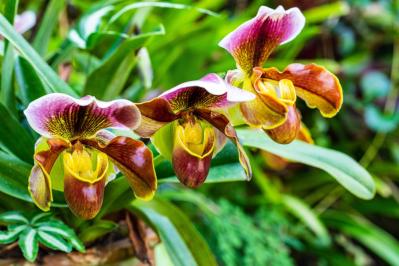 【ガーデニング】初めてでも育てられる「洋ラン」の世界【5選】（サムネイル画像10）