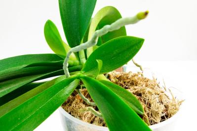 【ガーデニング】初めてでも育てられる「洋ラン」の世界【5選】（サムネイル画像4）