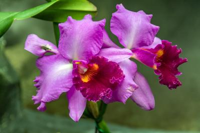 2月9日の花とは？【366日の誕生花と幸せの花言葉】