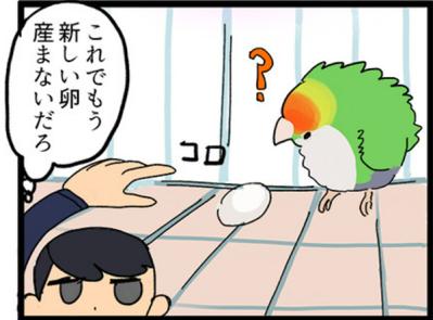 【鳥マンガ＃2】全てを破壊するインコとは！？インコのおしゃべり（サムネイル画像5）