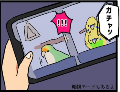 【鳥マンガ＃3】塩対応なインコ、デレるインコ。ホームカメラで見てみると！？（サムネイル画像13）