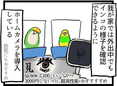 【鳥マンガ＃3】塩対応なインコ、デレるインコ。ホームカメラで見てみると！？（サムネイル画像9）