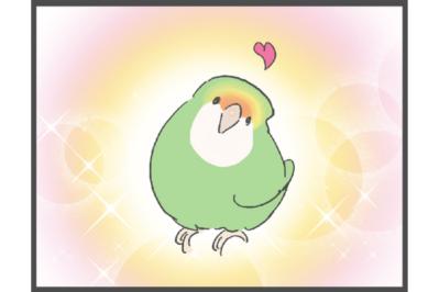 【鳥マンガ＃5】インコVS飼い主の偽卵戦争　ゴルちゃんとの出会い