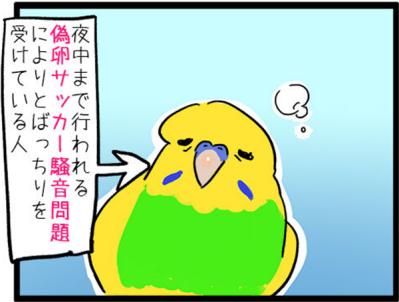 【鳥マンガ＃5】インコVS飼い主の偽卵戦争　ゴルちゃんとの出会い（サムネイル画像9）