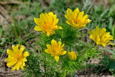 【ガーデニング】寒さの中で咲く花［9選］春の訪れを教えてくれる（サムネイル画像8）