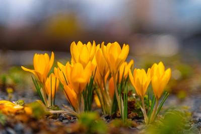 【ガーデニング】寒さの中で咲く花［9選］春の訪れを教えてくれる（サムネイル画像5）