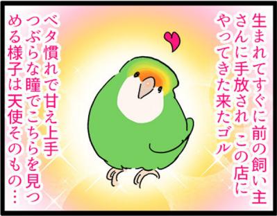 【鳥マンガ＃5】インコVS飼い主の偽卵戦争　ゴルちゃんとの出会い（サムネイル画像12）