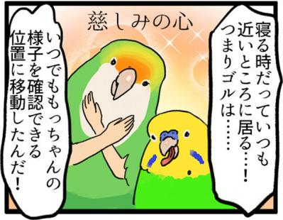 【鳥マンガ＃4】インコの尊すぎる愛、飼い主の底なしの愛（サムネイル画像8）