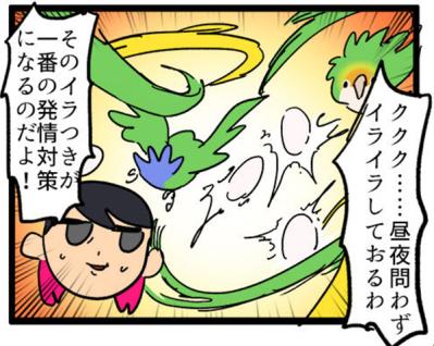 【鳥マンガ＃5】インコVS飼い主の偽卵戦争　ゴルちゃんとの出会い（サムネイル画像6）