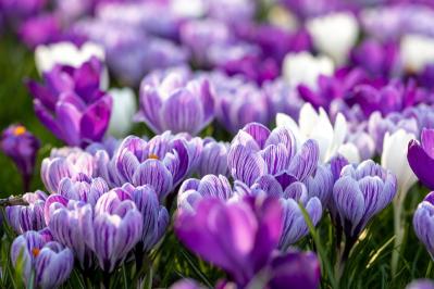 【ガーデニング】寒さの中で咲く花［9選］春の訪れを教えてくれる（サムネイル画像4）