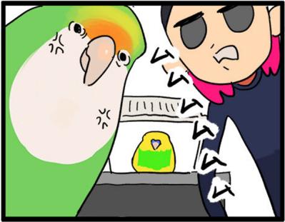 【鳥マンガ＃5】インコVS飼い主の偽卵戦争　ゴルちゃんとの出会い（サムネイル画像8）