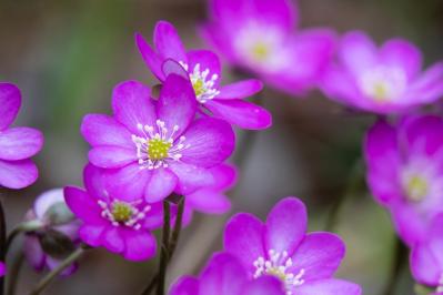 【ガーデニング】寒さの中で咲く花［9選］春の訪れを教えてくれる（サムネイル画像7）